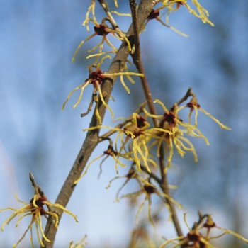 Hamamelis japonica 'Rubra' (031780)