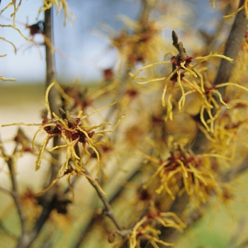 Hamamelis japonica 'Rubra' (031782)