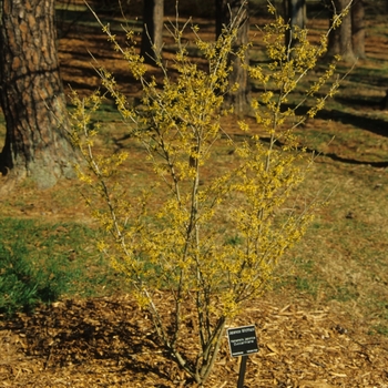 Hamamelis japonica 'Zuccarinina' (031783)