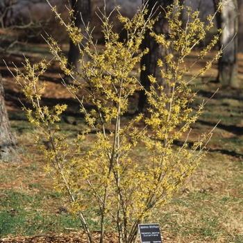 Hamamelis japonica 'Zuccarinina' (031784)