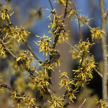 Hamamelis japonica 'Zuccarinina' (031786)