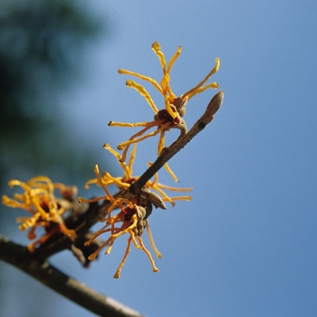 Hamamelis mollis 'Aphrodite' (031788)