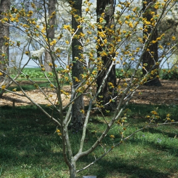 Hamamelis 'Brevipetala' (031789)