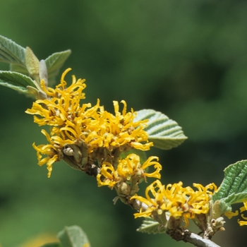 Hamamelis 'Brevipetala' (031790)