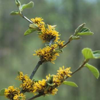 Hamamelis 'Brevipetala' (031791)