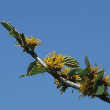 Hamamelis 'Brevipetala' (031792)