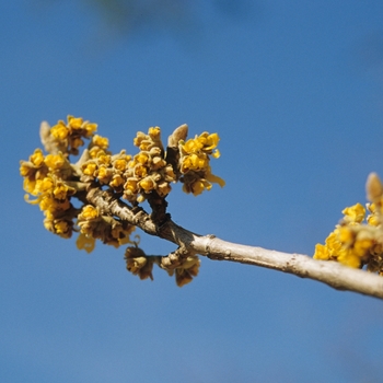 Hamamelis 'Brevipetala' (031793)