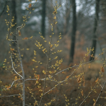 Hamamelis vernalis '' (031801)