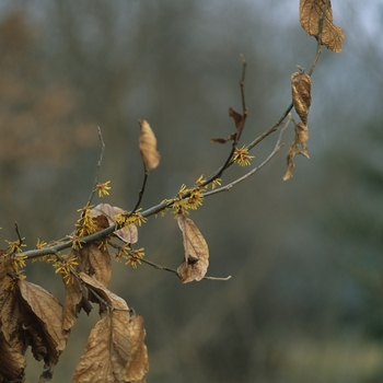 Hamamelis vernalis '' (031802)