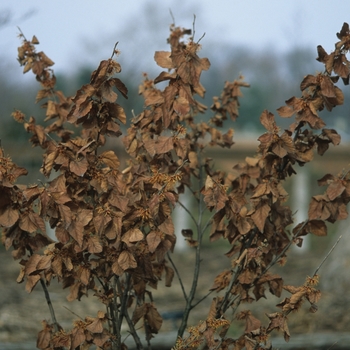 Hamamelis vernalis 'Autumn Embers' (031810)