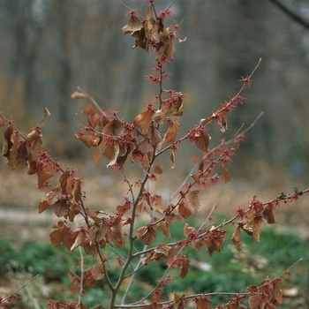 Hamamelis vernalis 'Carnea' (031811)