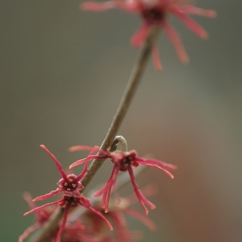 Hamamelis vernalis 'Carnea' (031812)