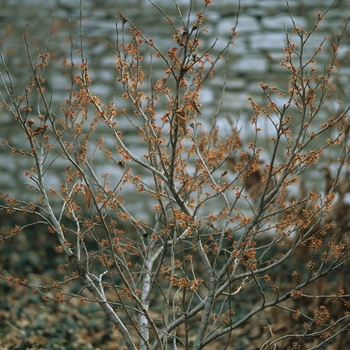 Hamamelis vernalis 'Christmas Cheer' (031814)