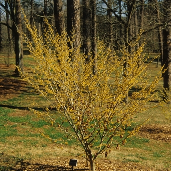 Hamamelis vernalis 'Sandra' (031816)