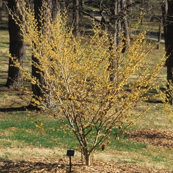 Hamamelis vernalis 'Sandra' (031817)