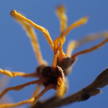 Hamamelis vernalis 'Sandra' (031818)