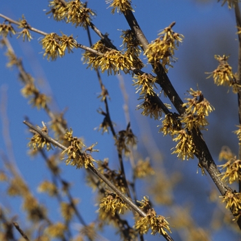 Hamamelis vernalis 'Sandra' (031820)