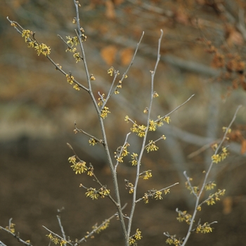 Hamamelis vernalis 'Sandra' (031821)