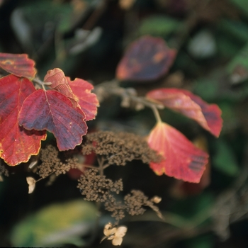 Hamamelis virginiana '' (031823)