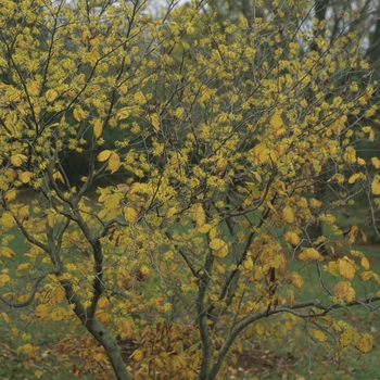 Hamamelis virginiana '' (031824)