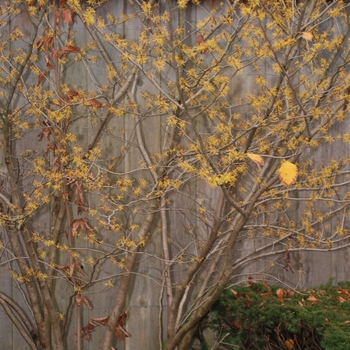 Hamamelis virginiana '' (031825)