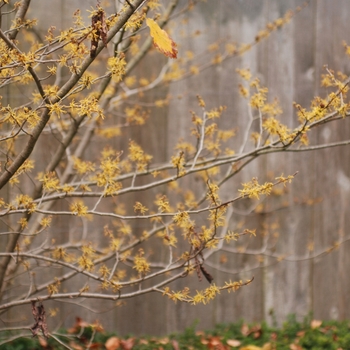 Hamamelis virginiana '' (031826)