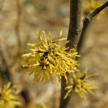 Hamamelis x intermedia 'Angelly' (031829)