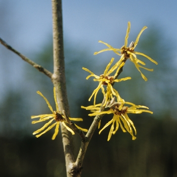 Hamamelis x intermedia 'Westerstede' (031868)