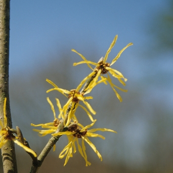 Hamamelis x intermedia 'Westerstede' (031869)