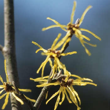 Hamamelis x intermedia 'Westerstede' (031870)