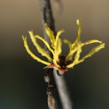 Hamamelis x intermedia 'Zitronenjette' (031872)