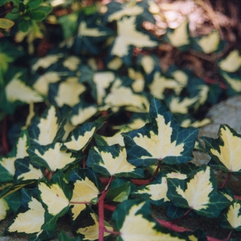 Hedera helix 'Gold Heart' (031877)