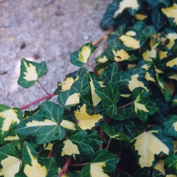 Hedera helix 'Gold Heart' (031879)