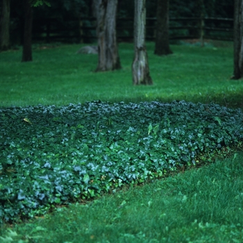 Hedera helix 'Baltica' (031881)