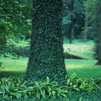 Hedera helix 'Baltica' (031882)