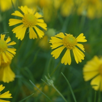 Helenium amarum '' (031884)