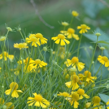 Helenium amarum '' (031885)