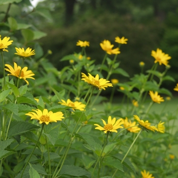 Heliopsis helianthoides var. scabra 'Summer Sun (Sommersonne)' (031894)