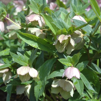 Helleborus purpurascens 'Red Power' (031897)