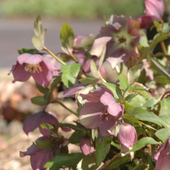 Helleborus 'Winter Joy Bouquet' (031899)