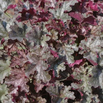 Heuchera 'Can-Can' (031926)