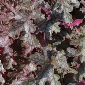 Heuchera 'Can-Can' (031927)