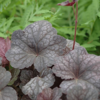 Heuchera 'Rosemary Bloom (Heuros)' (031930)