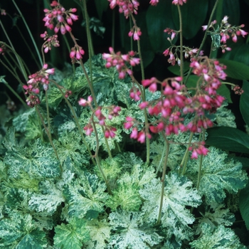 Heuchera 'Snowstorm' (031934)