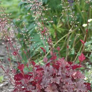 Heuchera 'Stormy Seas' (031935)