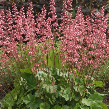 Heuchera 'Winter Red' (031938)