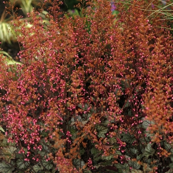 Heuchera 'Raspberry Ice' (031947)