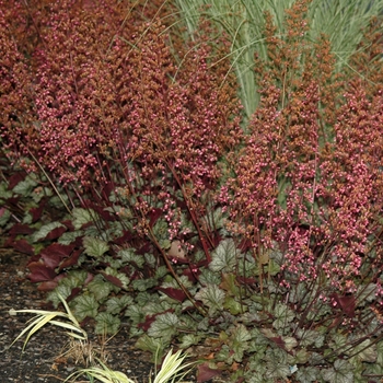 Heuchera 'Raspberry Ice' (031948)