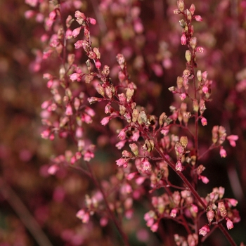 Heuchera 'Raspberry Ice' (031950)