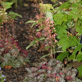 Heuchera 'Regina' (031952)